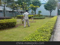 南寧第45屆體操世界錦標賽主賽場、訓練場病媒生物防制工作