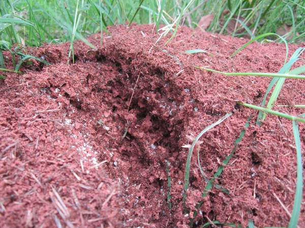公園、社區(qū)、校園等公共場(chǎng)所進(jìn)行有效紅火蟻防制
